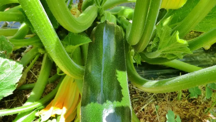 Plant de courgette