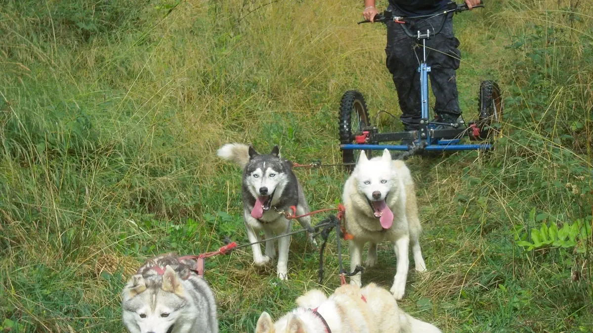 Mushing été