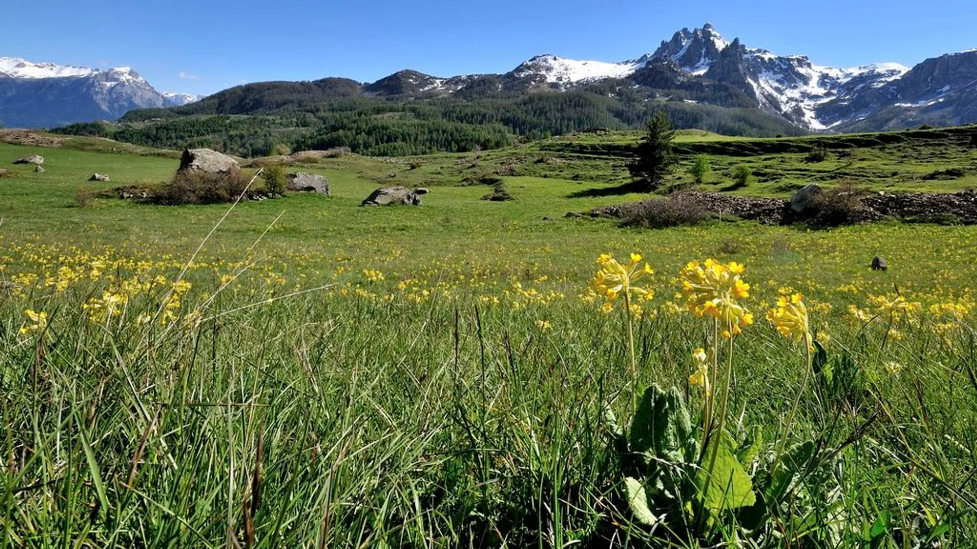 Les aiguilles de Chabrières vues du Clot du Fort au printemps