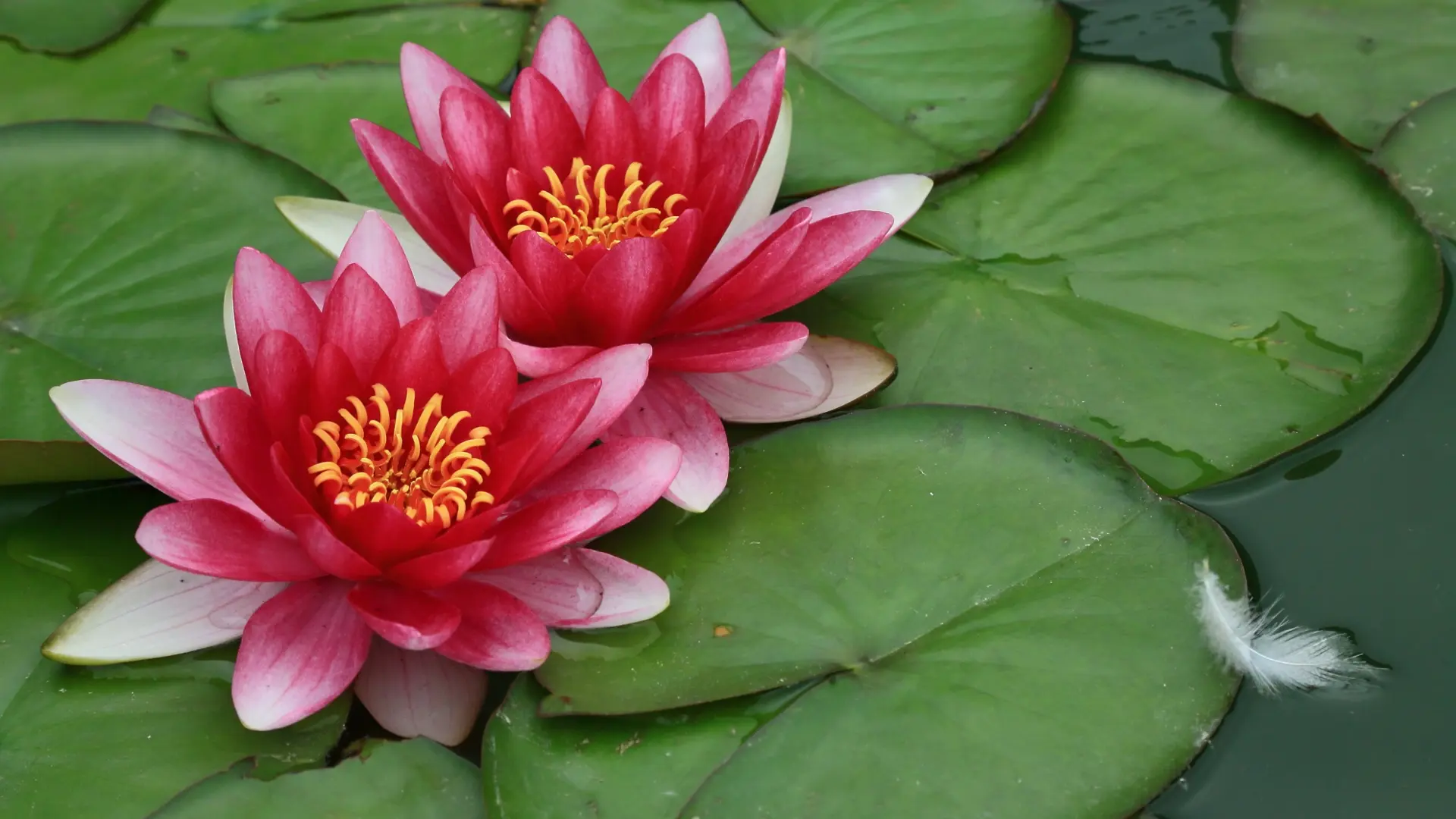 Fleurs de lotus