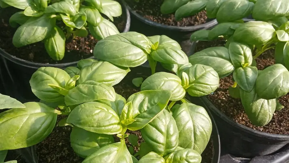 Potager de la Musiquette