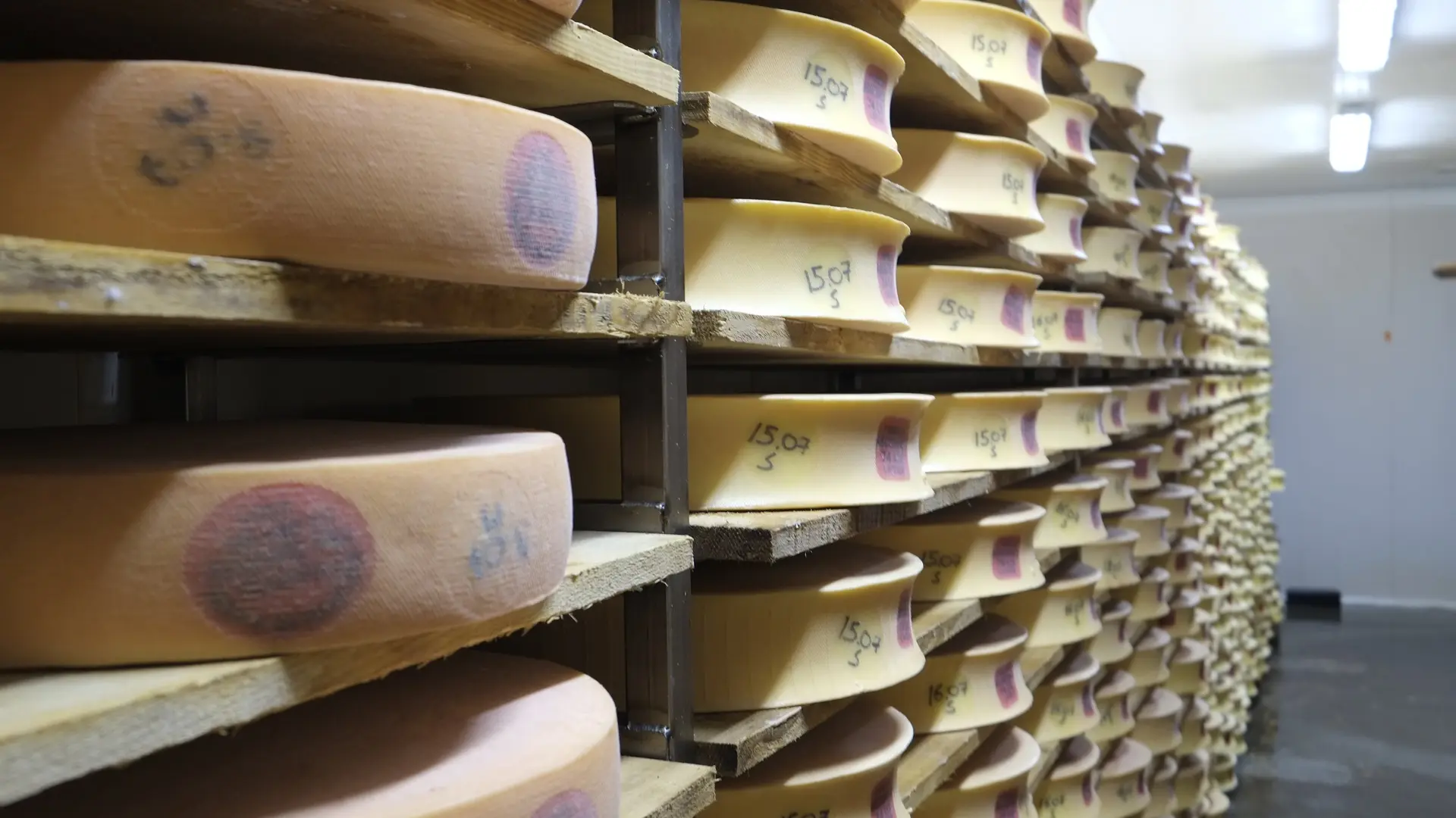 Fromages en cours de production