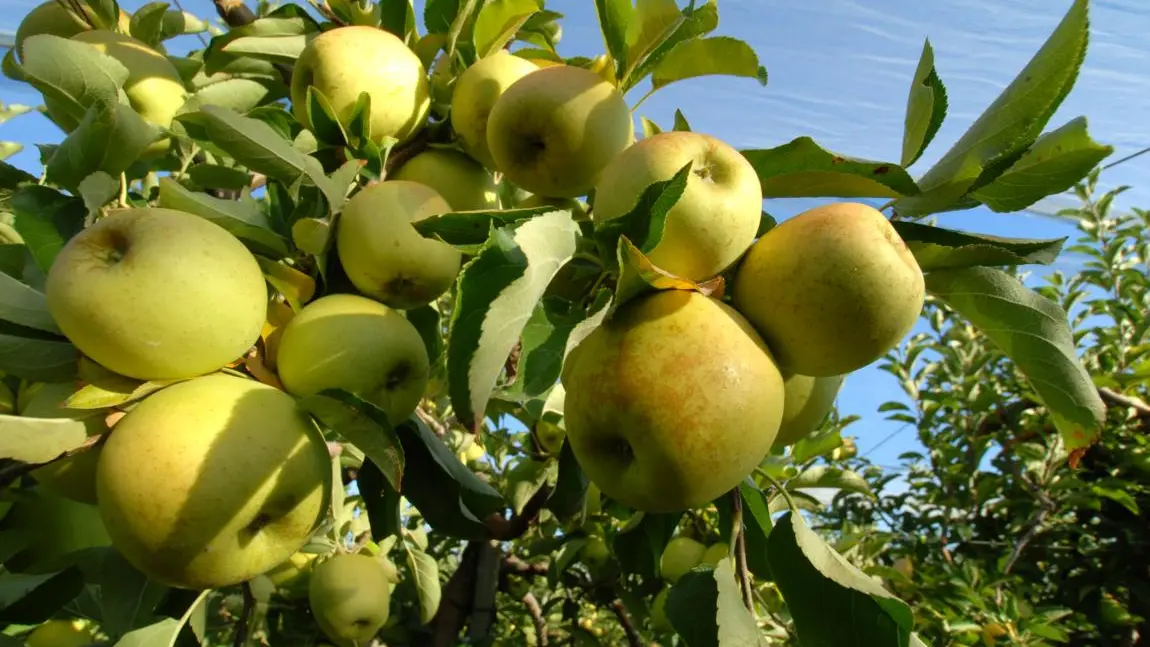 Pommes Golden