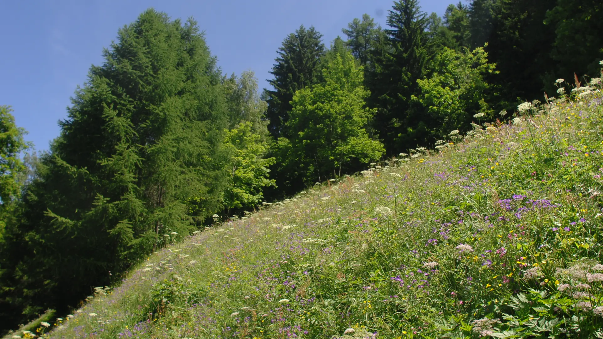 Nature Fleurs