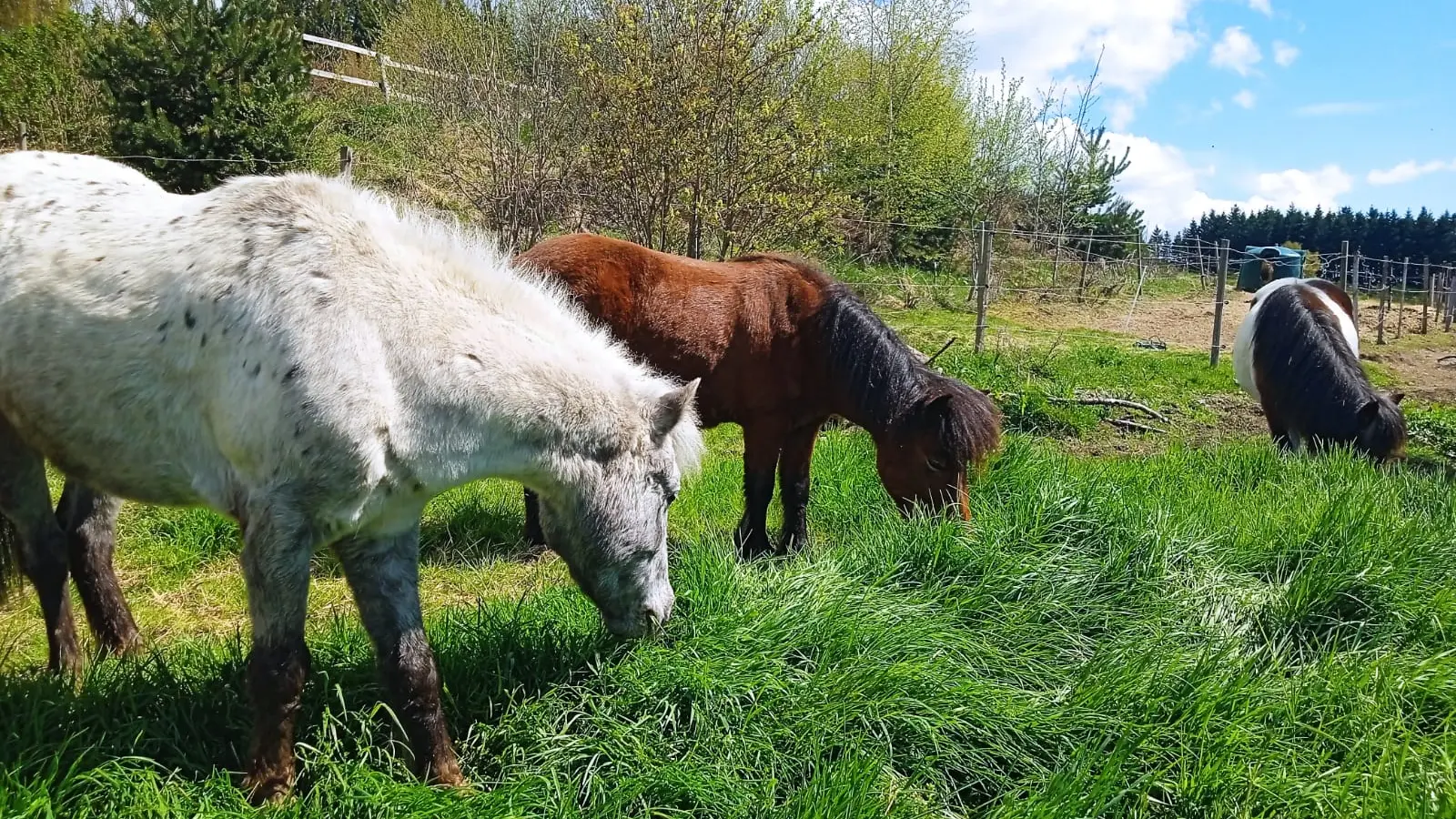 Centre équestre les paddocks - Les poneys