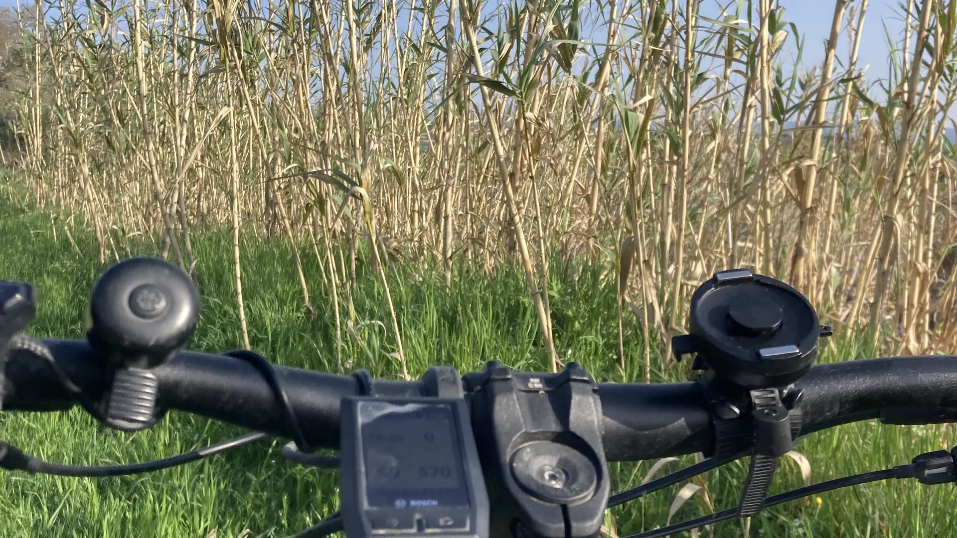 Au coeur des roseaux