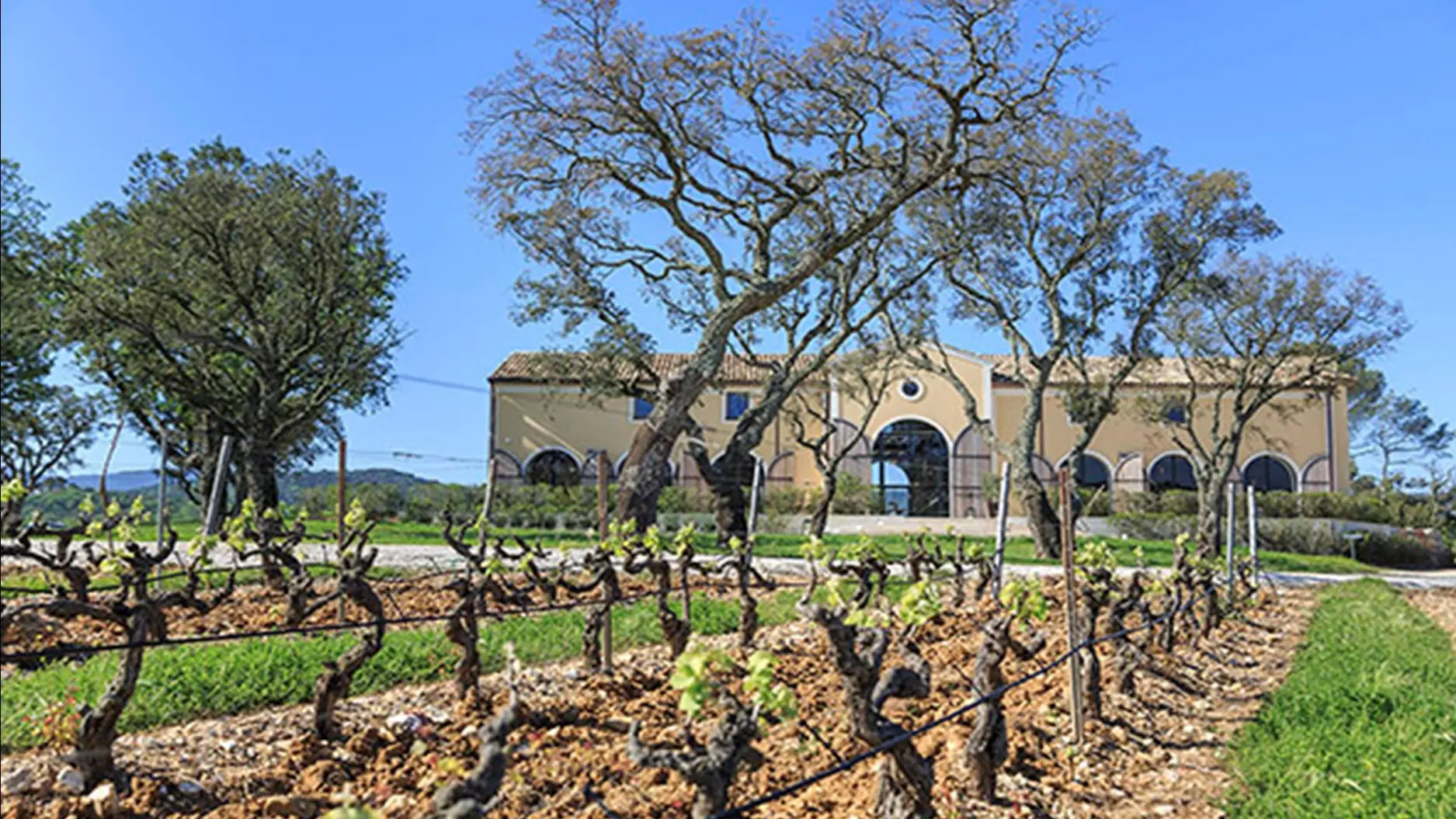 Vue sur le vignoble