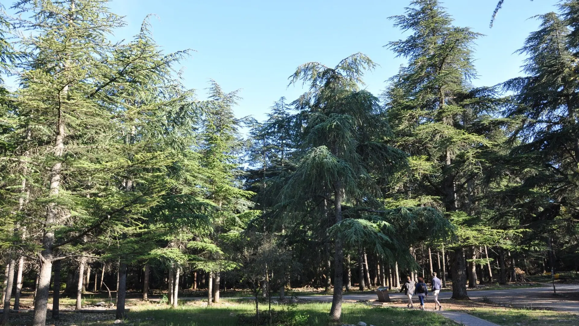 Randonneurs dans la Forêt des Cèdres