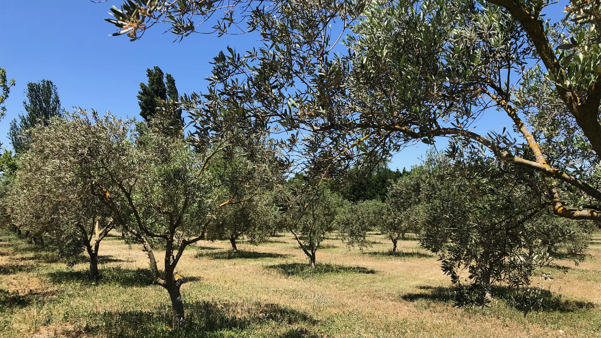 L'oustalet des alpilles