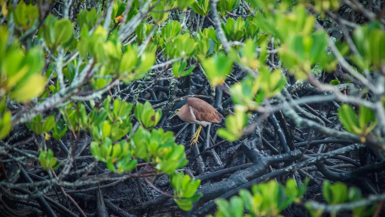 Parcours de la mangrove Ouémo