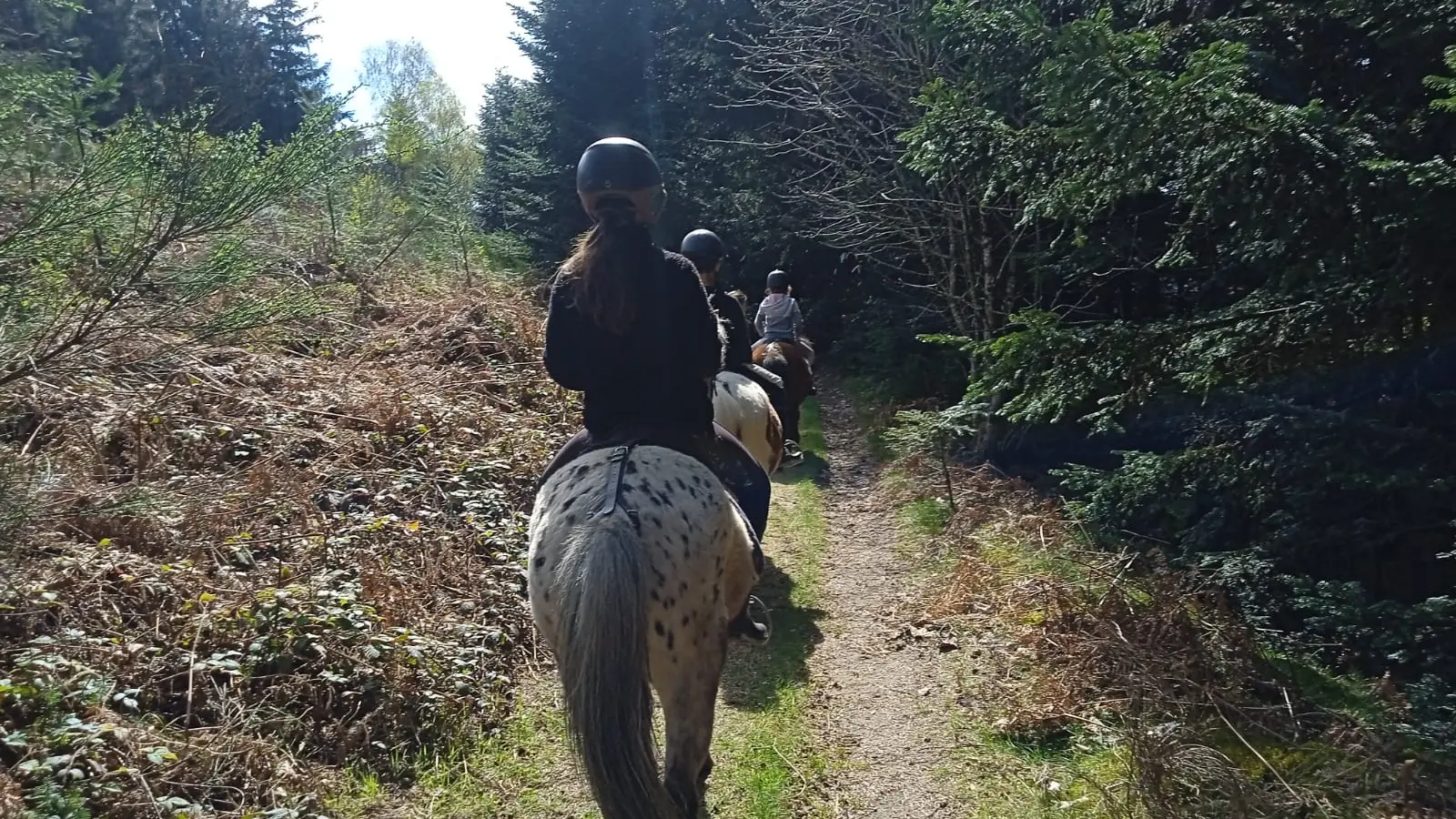 A travers le Livradois-Forez à cheval