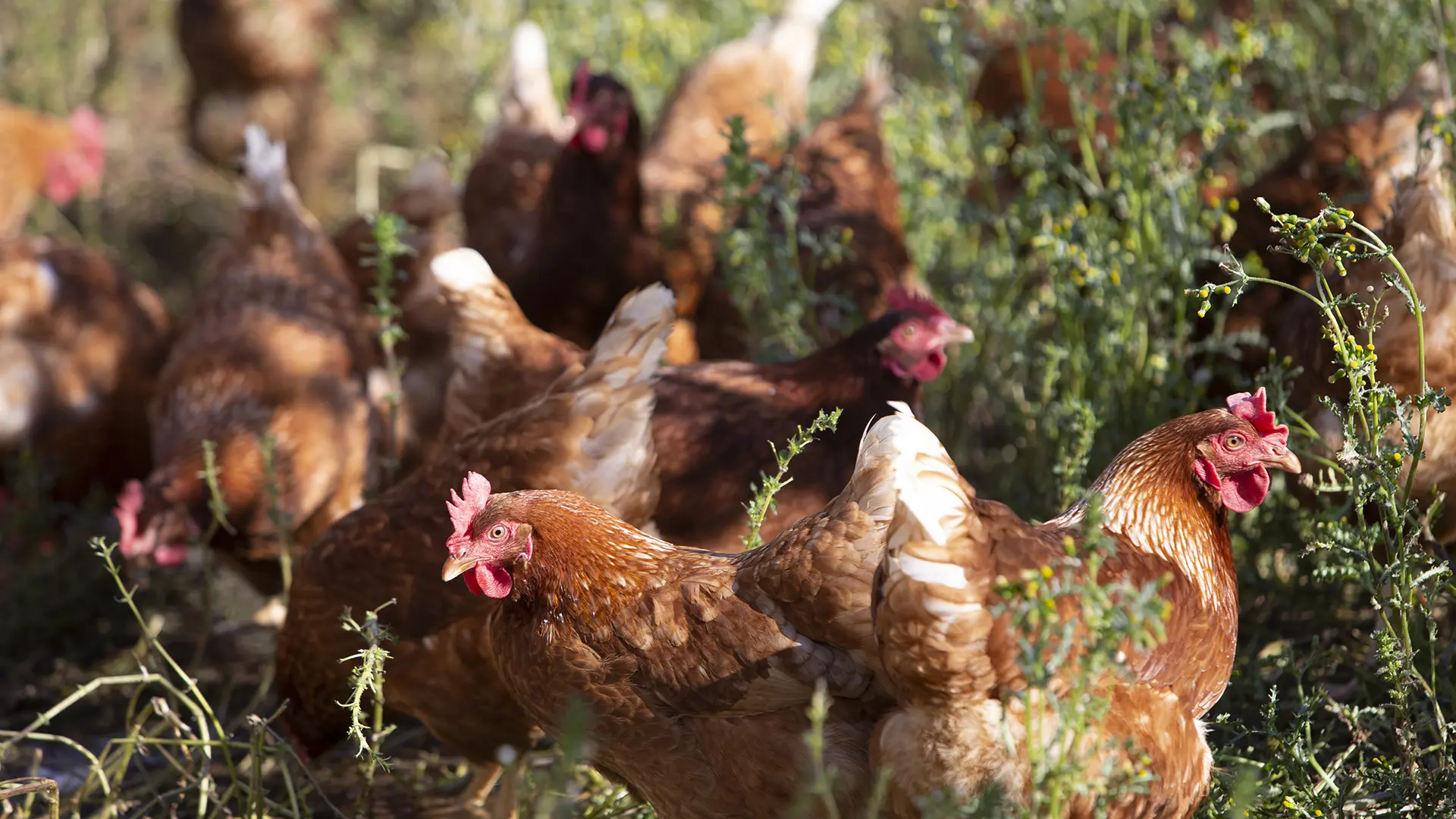 Volaille ferme du Mas Rose