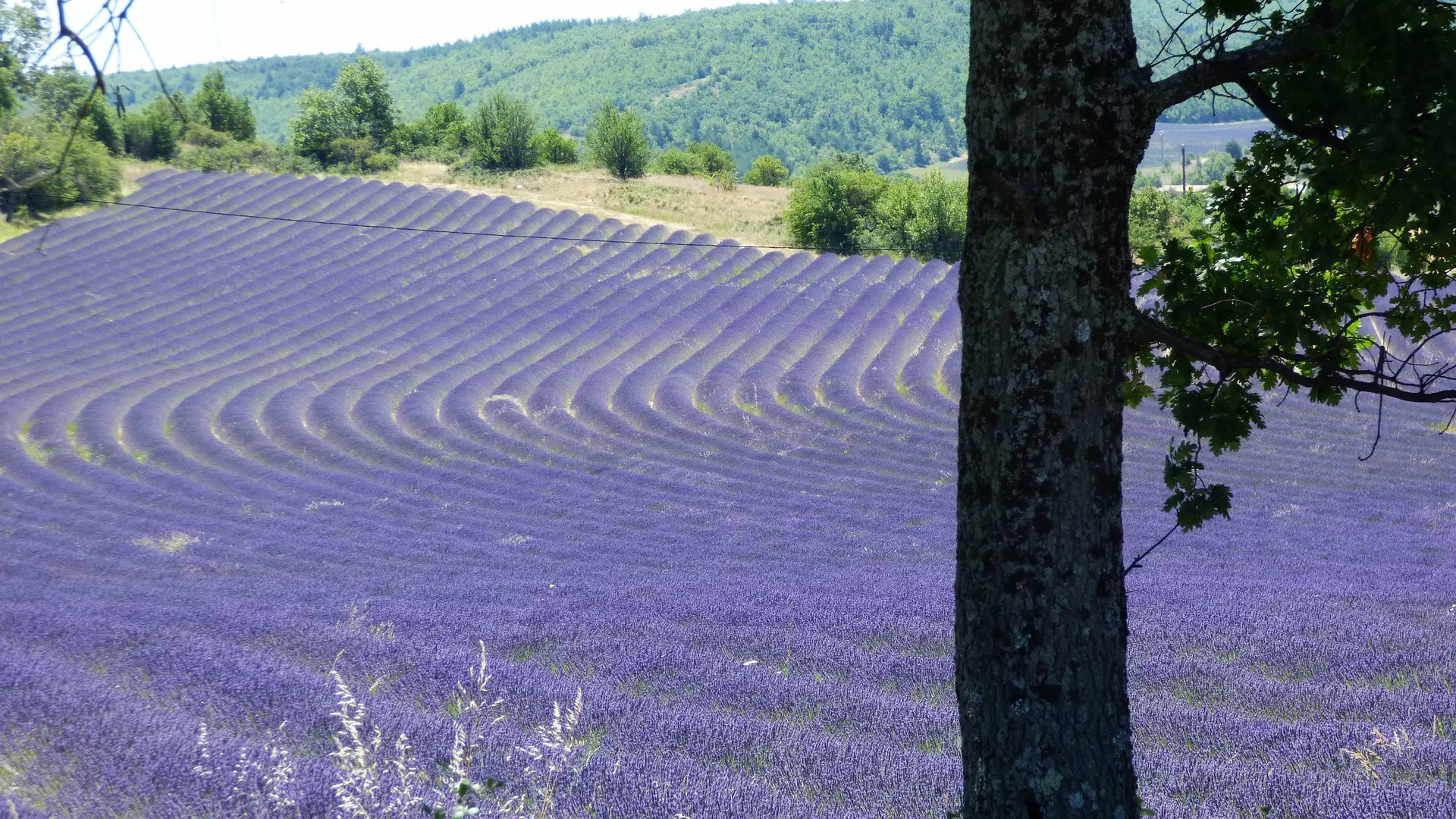 Vue de la Bergerie des Lavandes