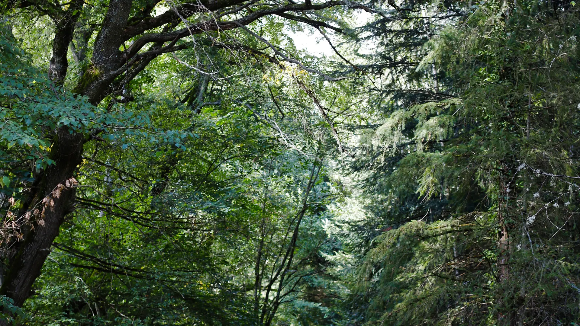 Fête de l'arbre