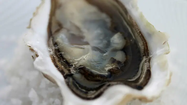 Découvrez les Huîtres authentiques et naturelles de la Famille Le Corre