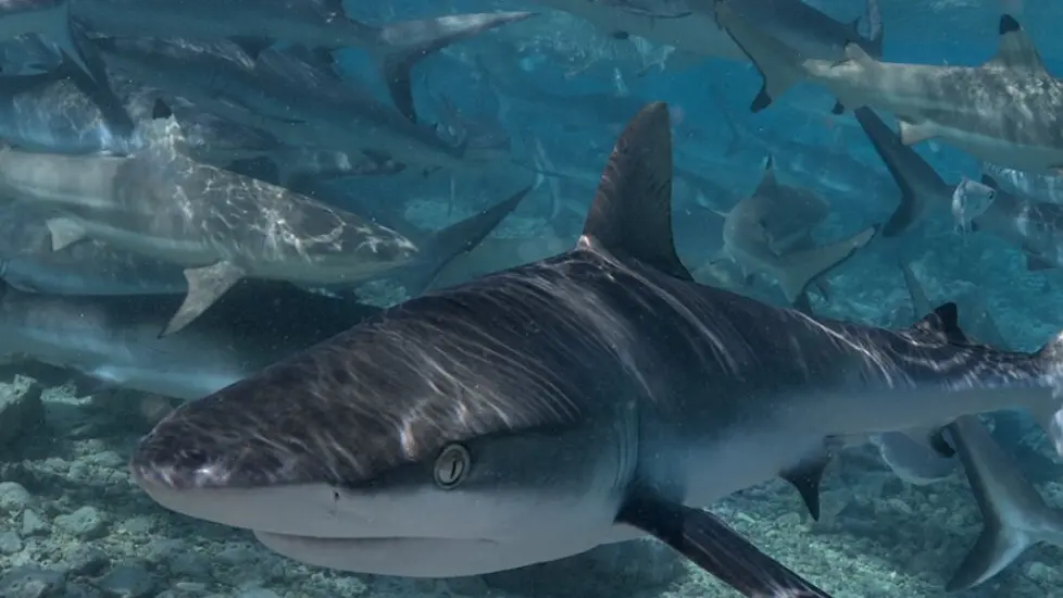 Rangiroa Diving Center