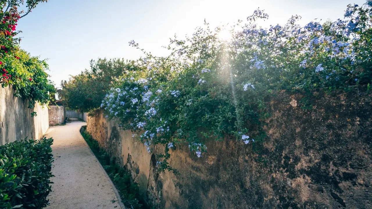 Canal des arrosants