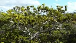 Le Néocallitropsis, l'un des habitants phares de la Plaine des Lacs