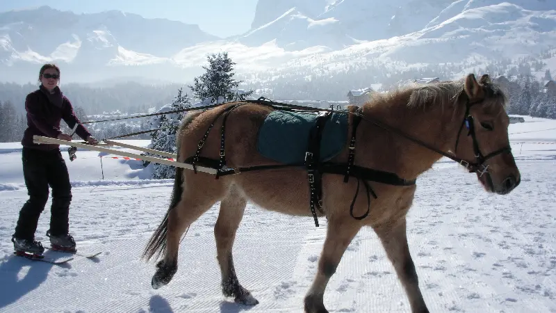 Les Sabots de Vénus à La Roche des Arnauds