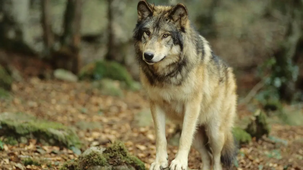 loup européen