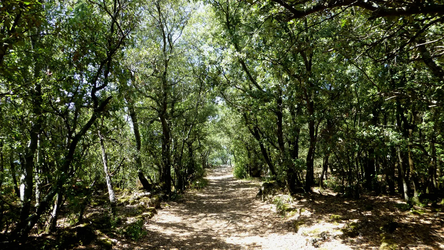 Sous-bois de Ganagobie
