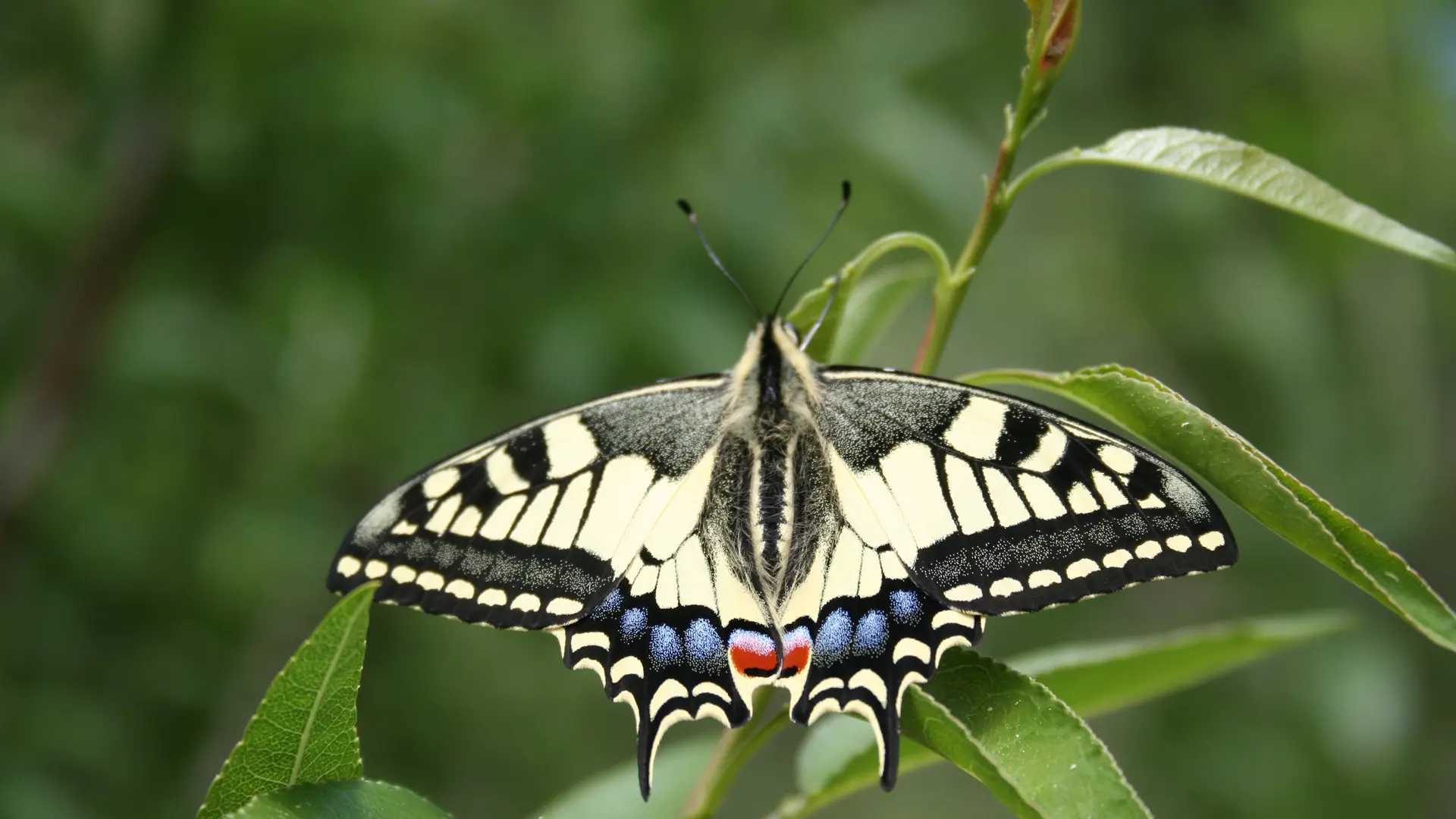 Jardin des papillons - machaon