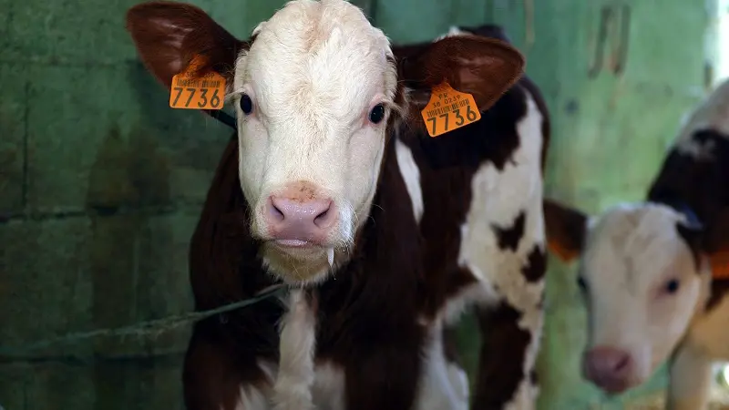 Les petits veaux du GAEC du Thicaud Ferme à Herbeys