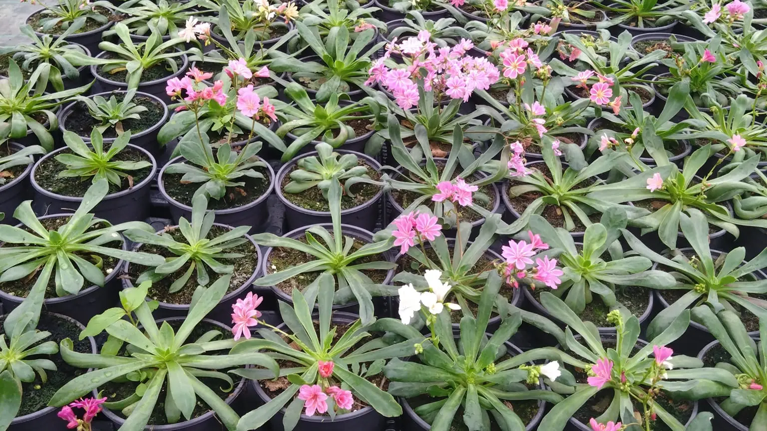 Potager de la Musiquette