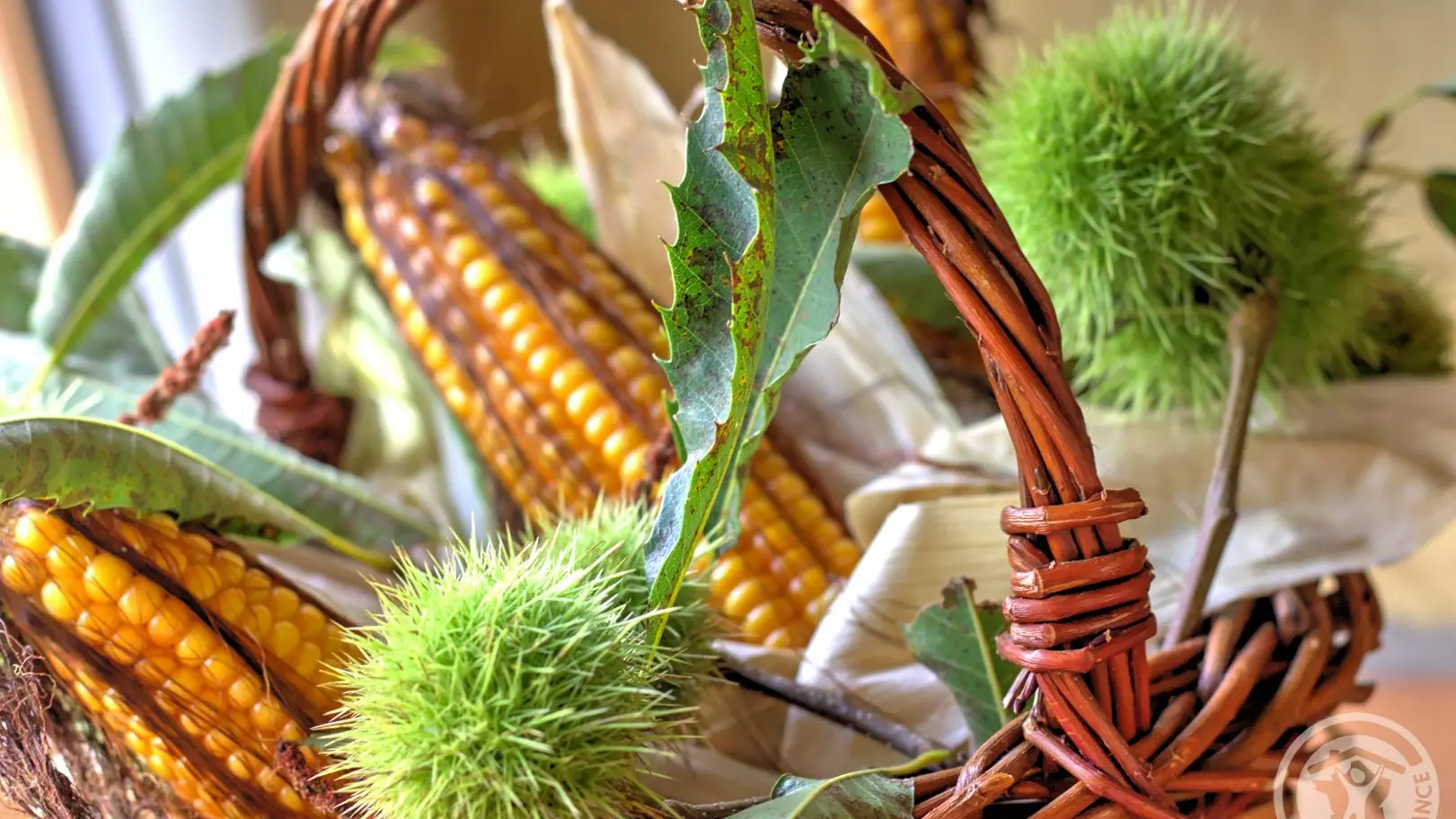 Bouquet d'automne, épis de maïs et bogue de châtaigne