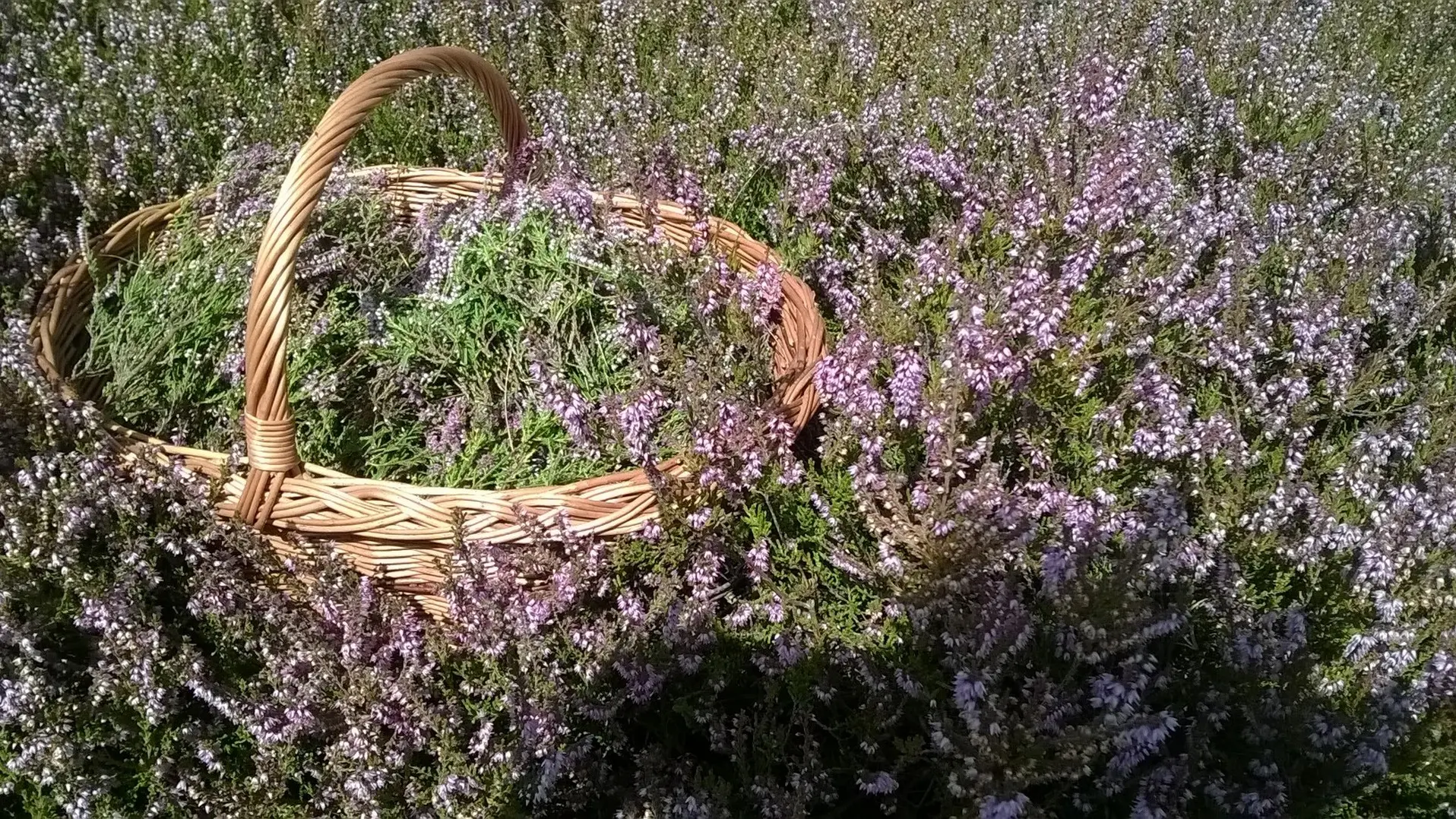 Bruyère Panier