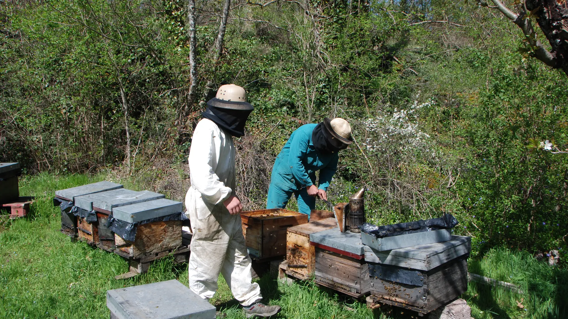 Apiculteurs aux ruches