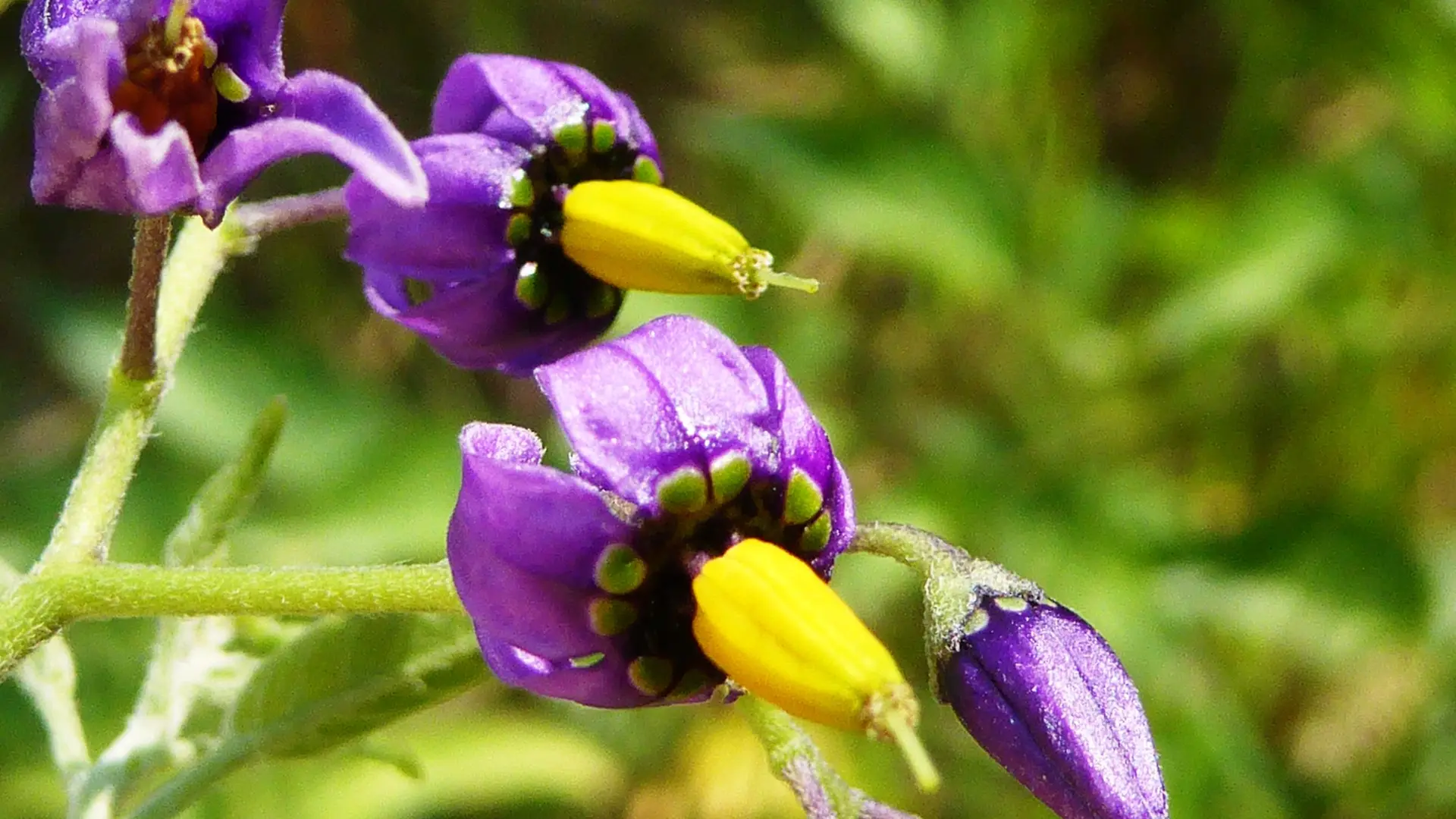 Découverte sensorielle des plantes aromatiques et à parfum