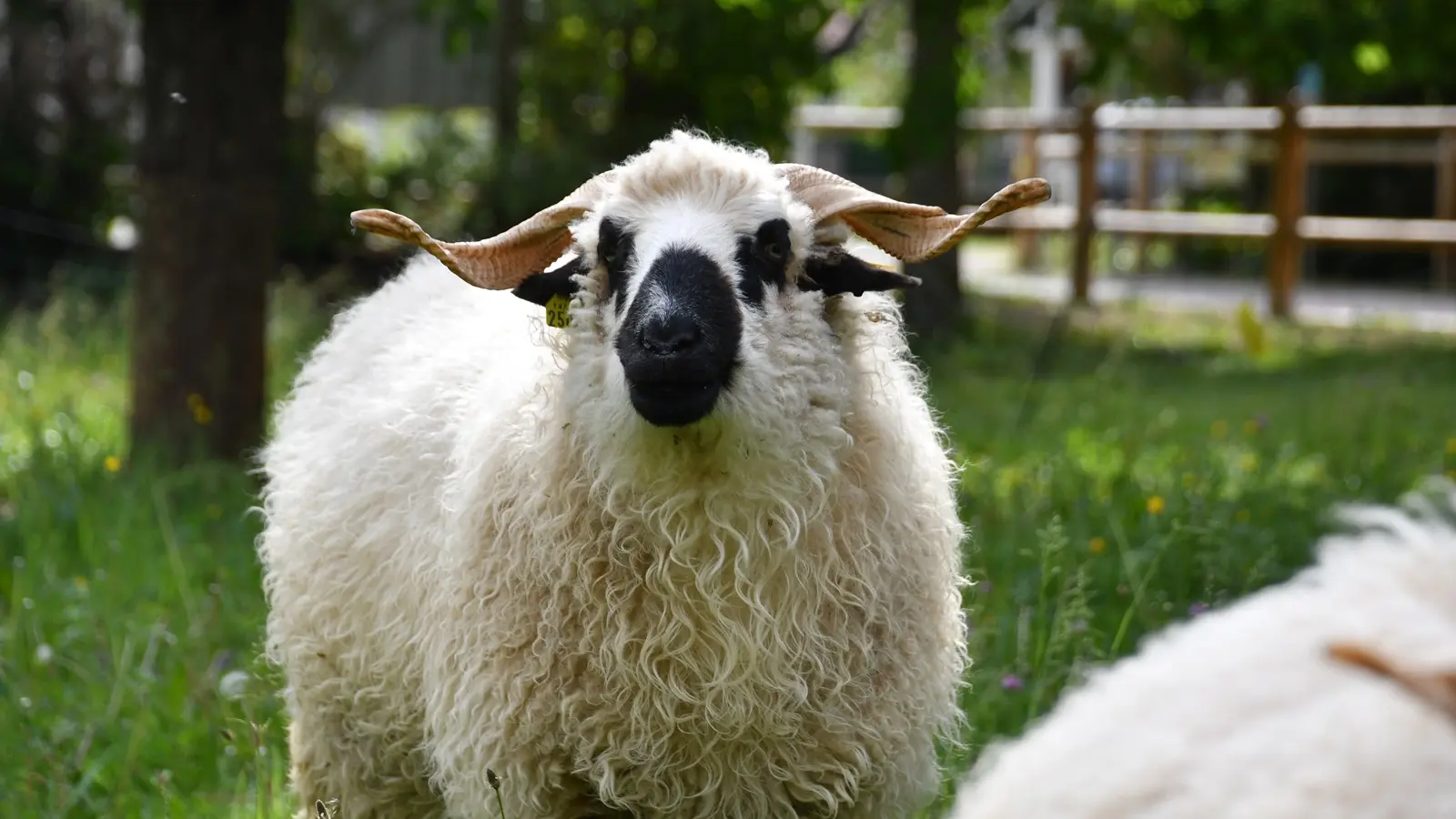 Moutons- Forges de Pyrène