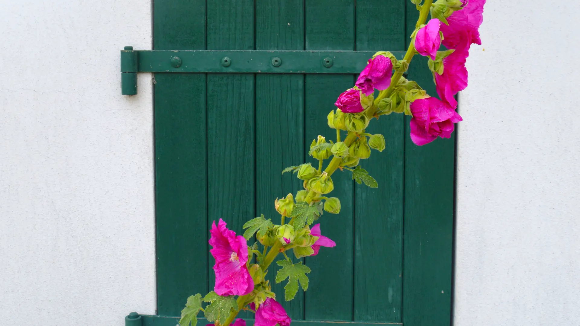 La typicité des maisons de l'île de Ré embellie par les volets aux couleurs criardes, principalement en vert comme sur la photo, et par les incontournables roses trémières