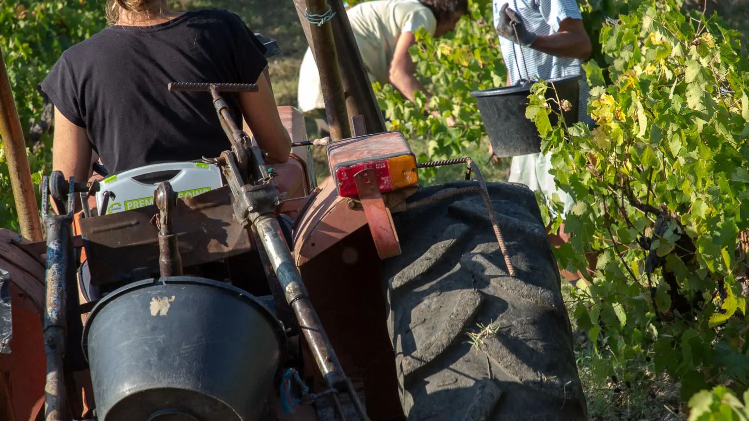 vendanges