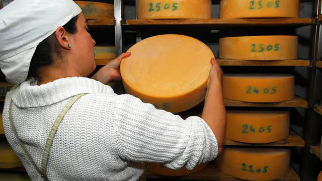 Affinage du fromage au GAEC du Thicaud Ferme à Herbeys