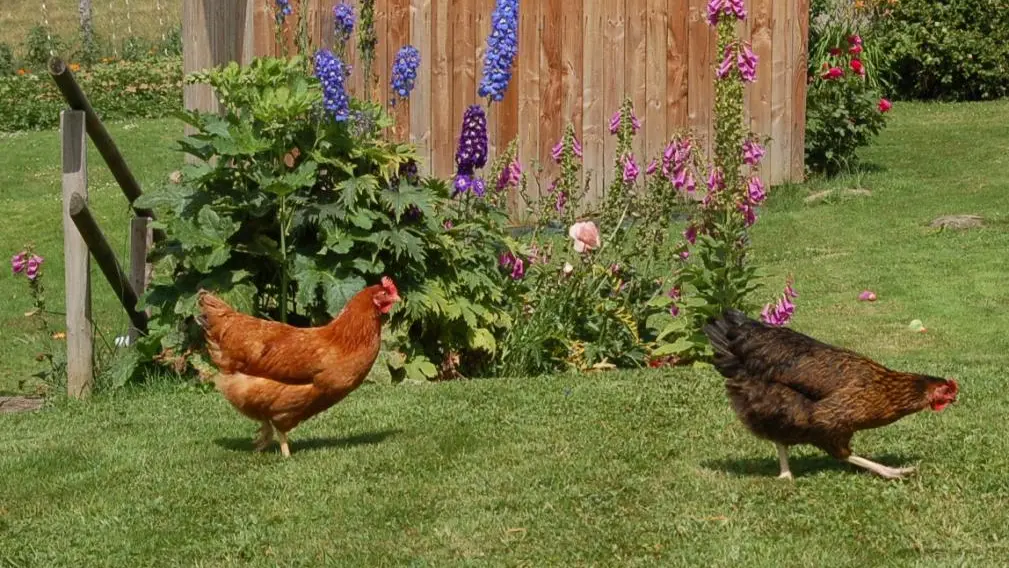 Nos poulettes pour les bons oeufs ! Allier Auvergne