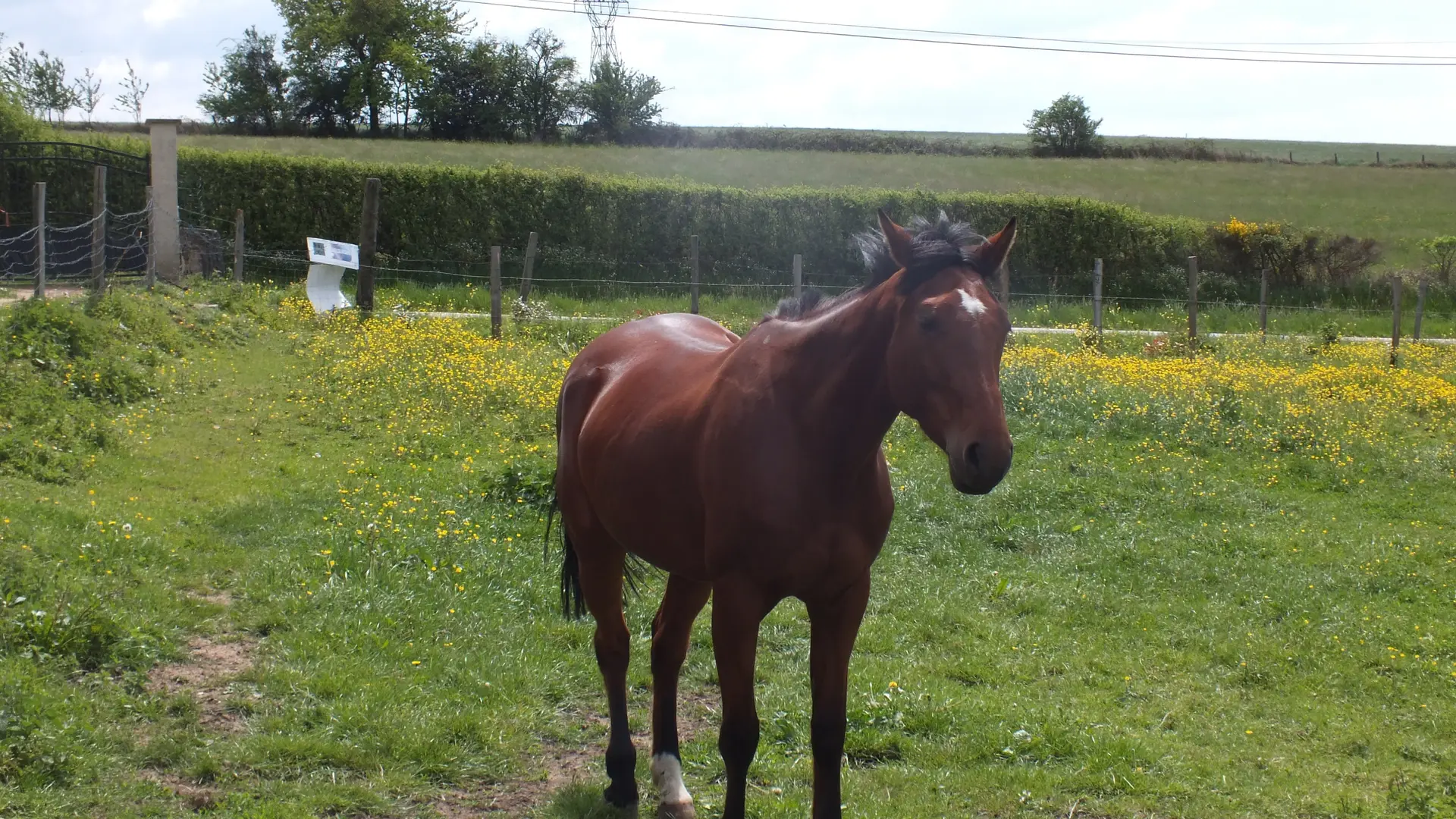 Hotonne, notre cheval