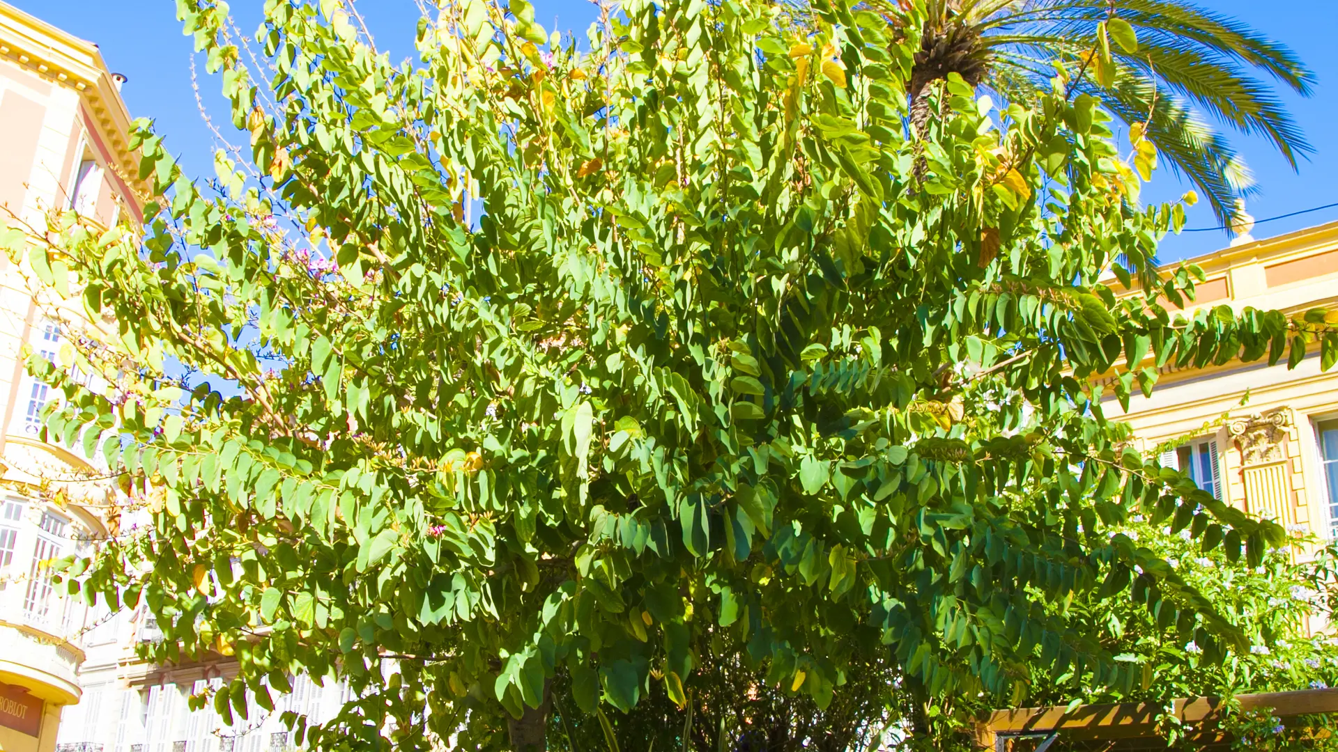 Bauhinia Purpea vor dem Rathaus