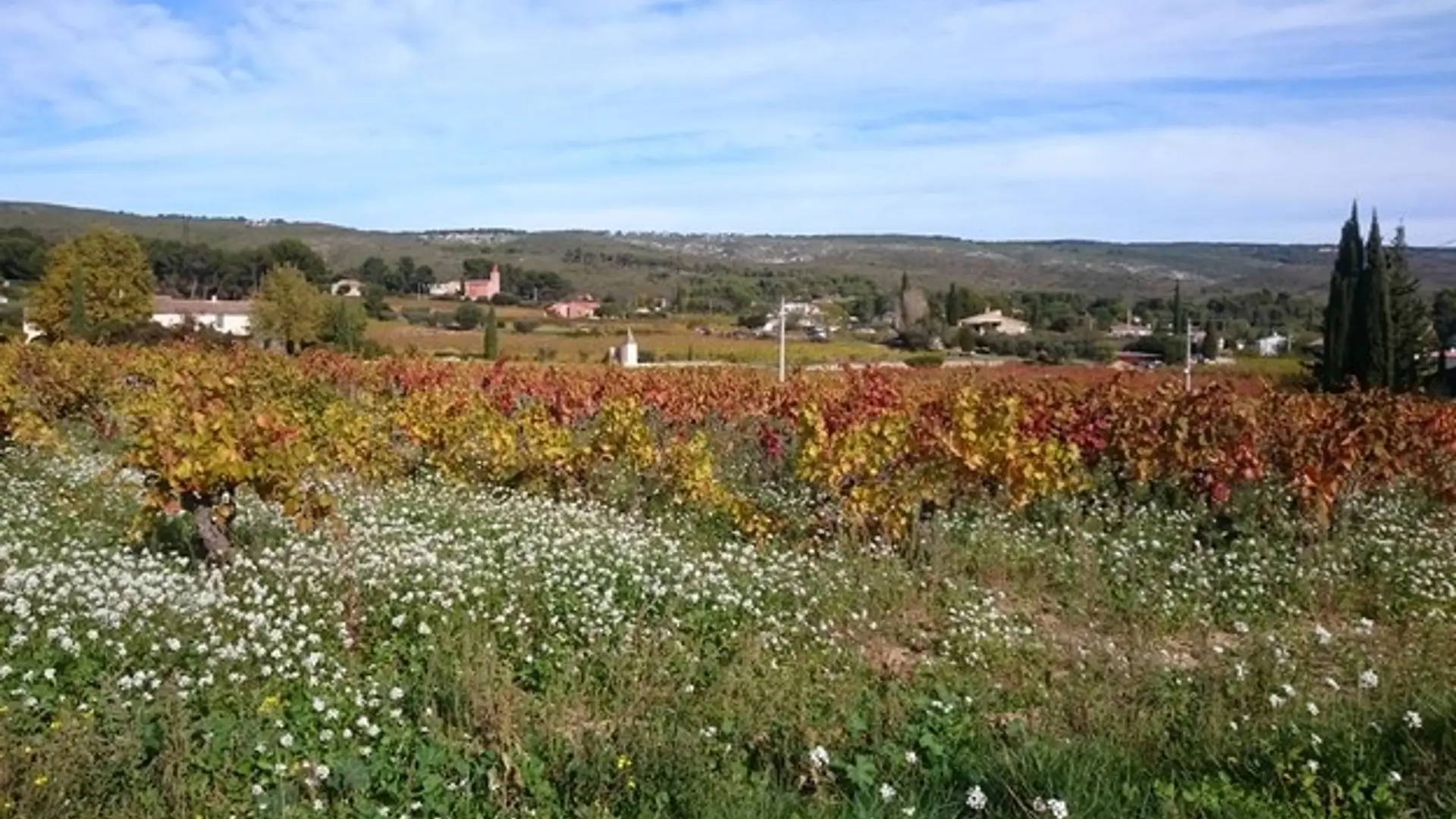 Les vignes à l'automne
