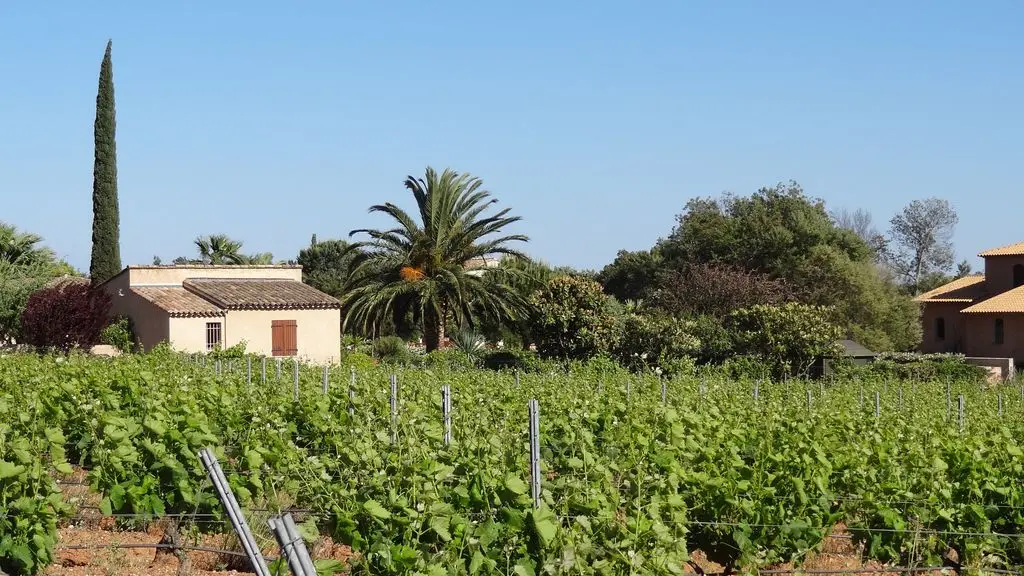 Vignes et palmiers à La Londe les Maures