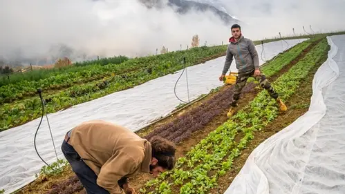 Deux producteurs récoltant des radis dans les champs de la ferme.