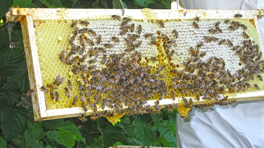 Quand les abeilles partagent la récolte du miel de l'Ourserie