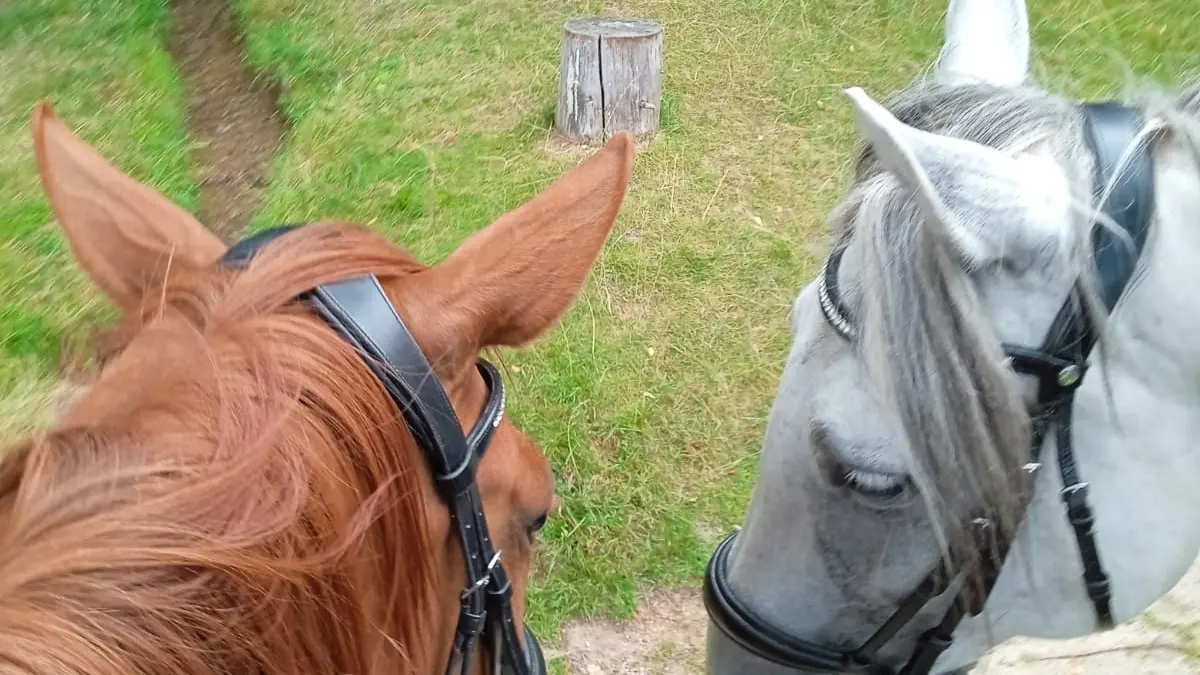 Balade à cheval