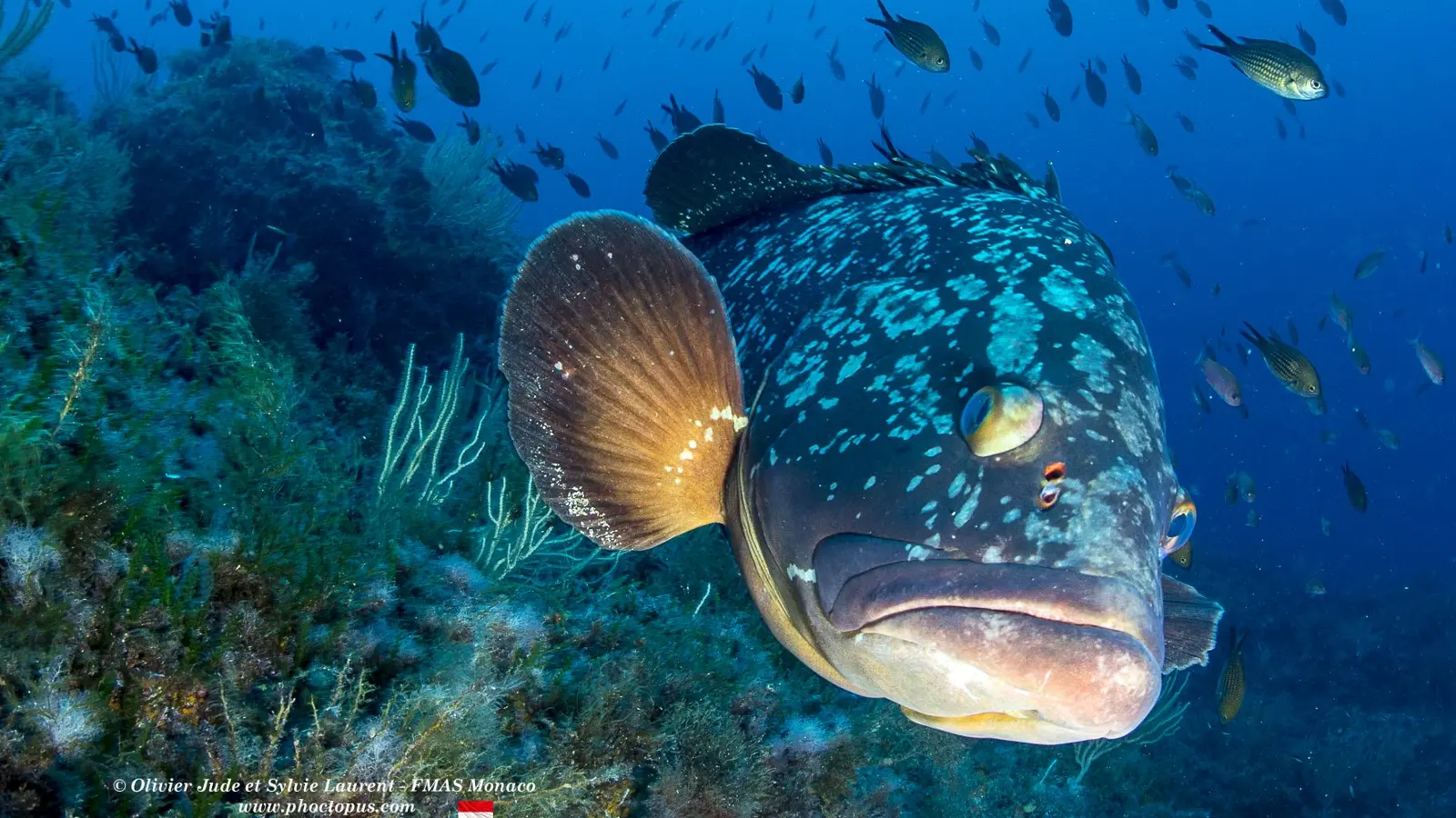 Cernia subacquea Aqualonde