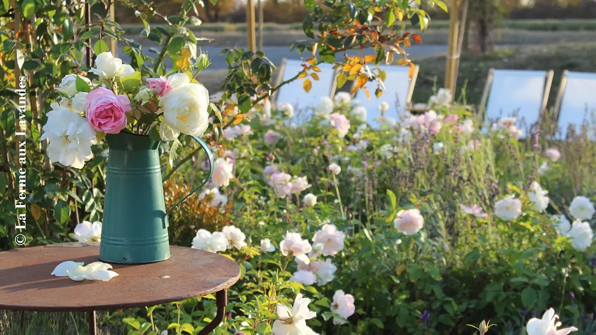 Ferme aux lavandes