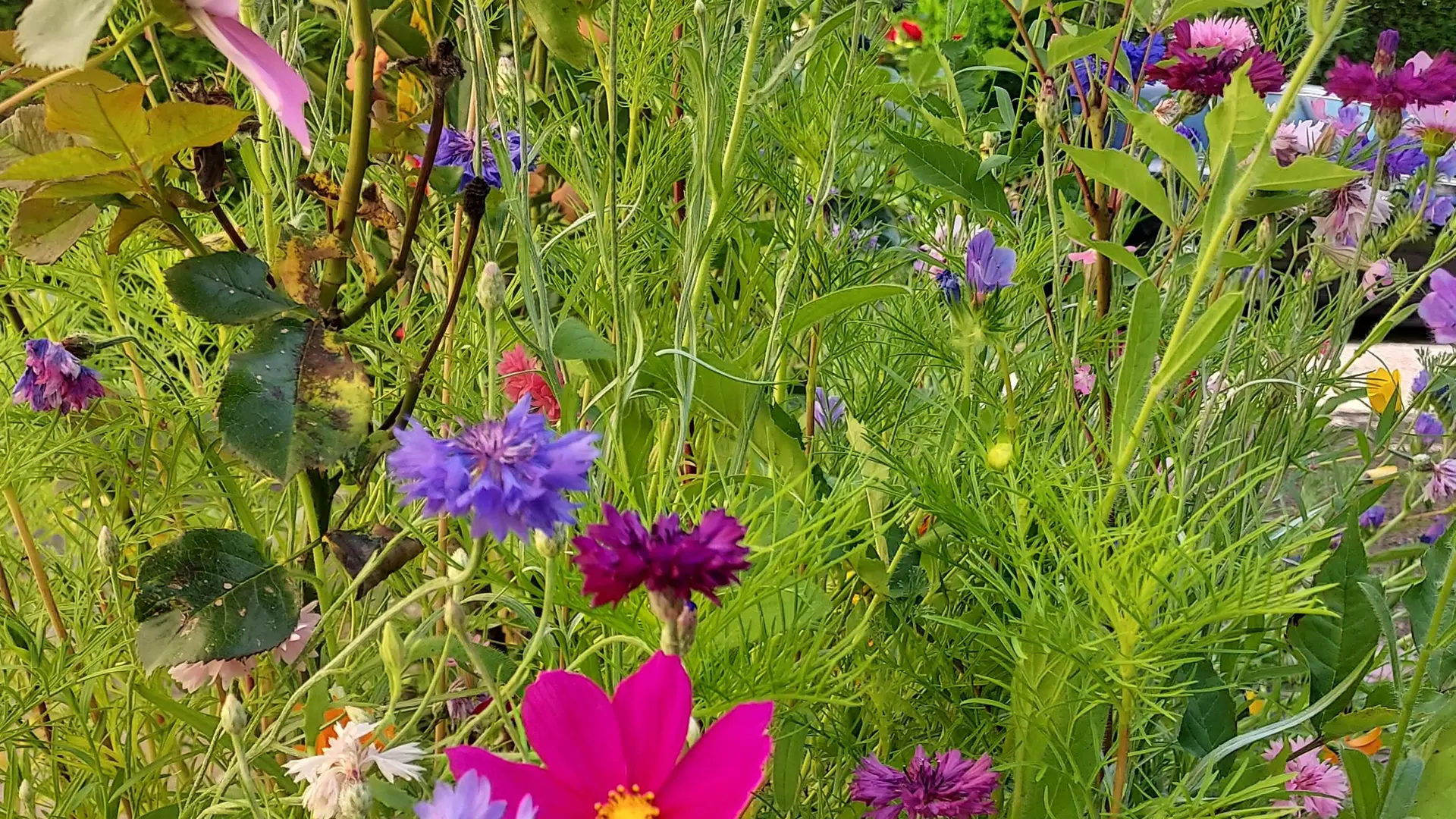 Des fleurs sauvages sur la terrasse.