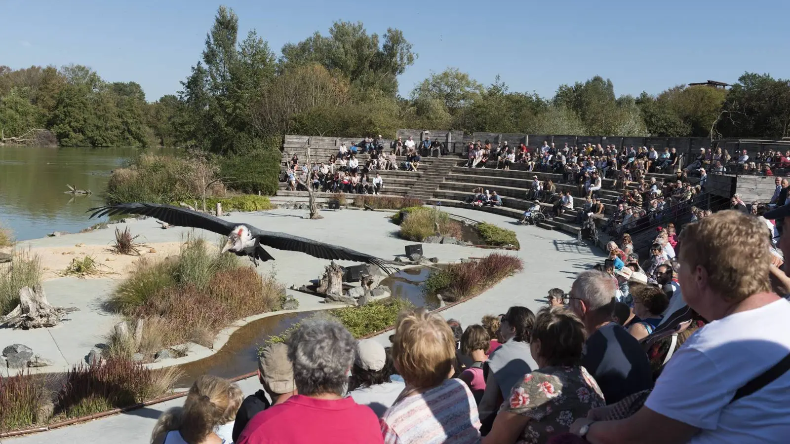 Spectacle des oiseaux en vol