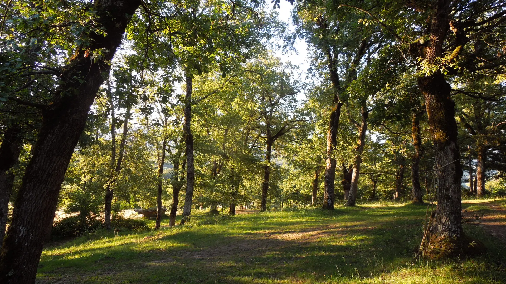 Le serre de Péquimbert forêt