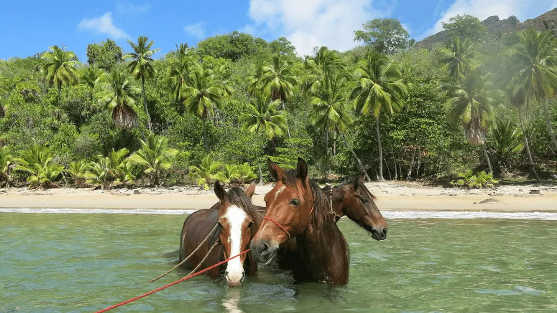 Nuku Hiva A Cheval